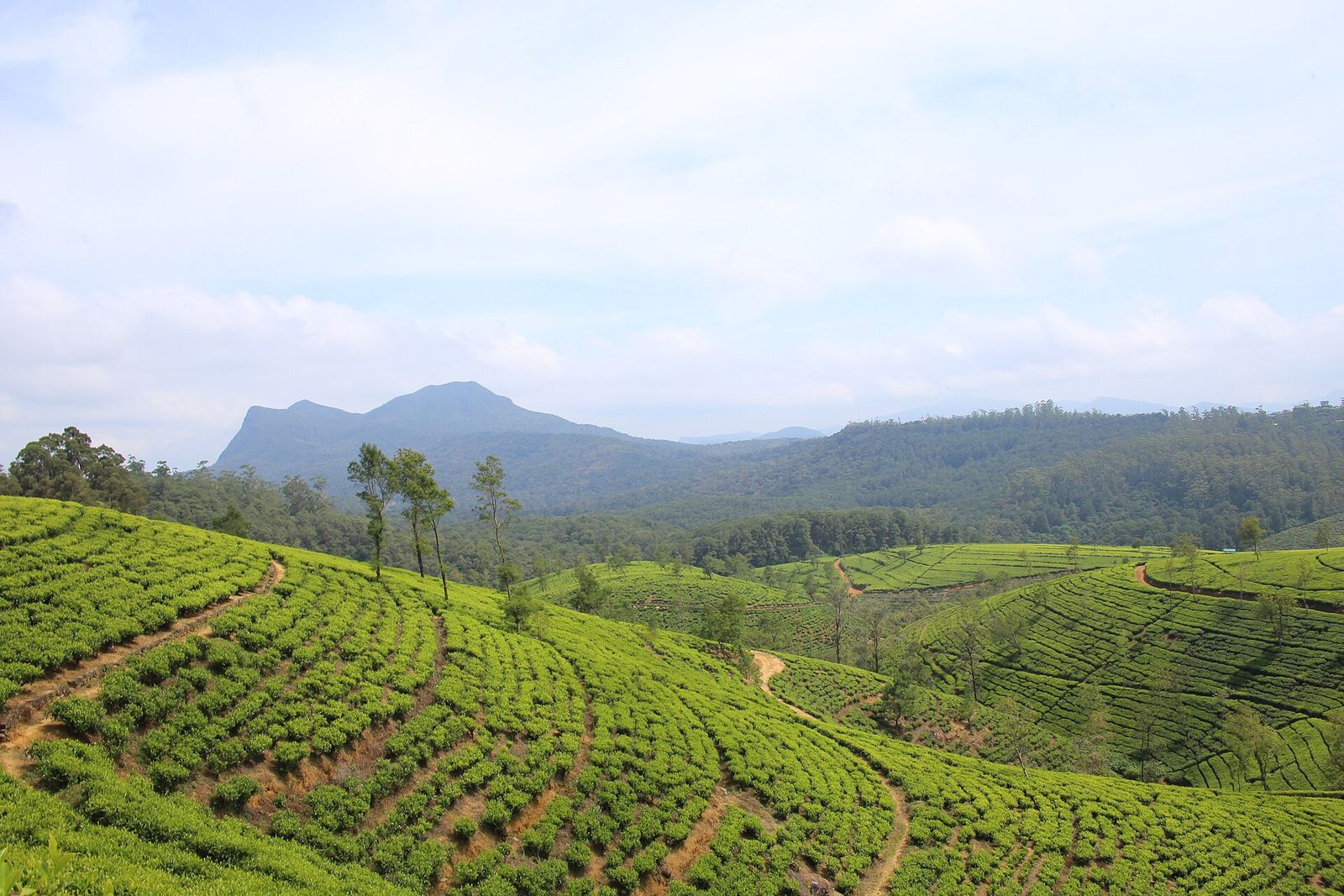 Rolling tea estates in the Sri Lankan hill country