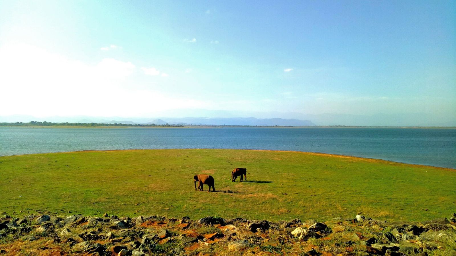 Elephants on the grassland at Udawalawe