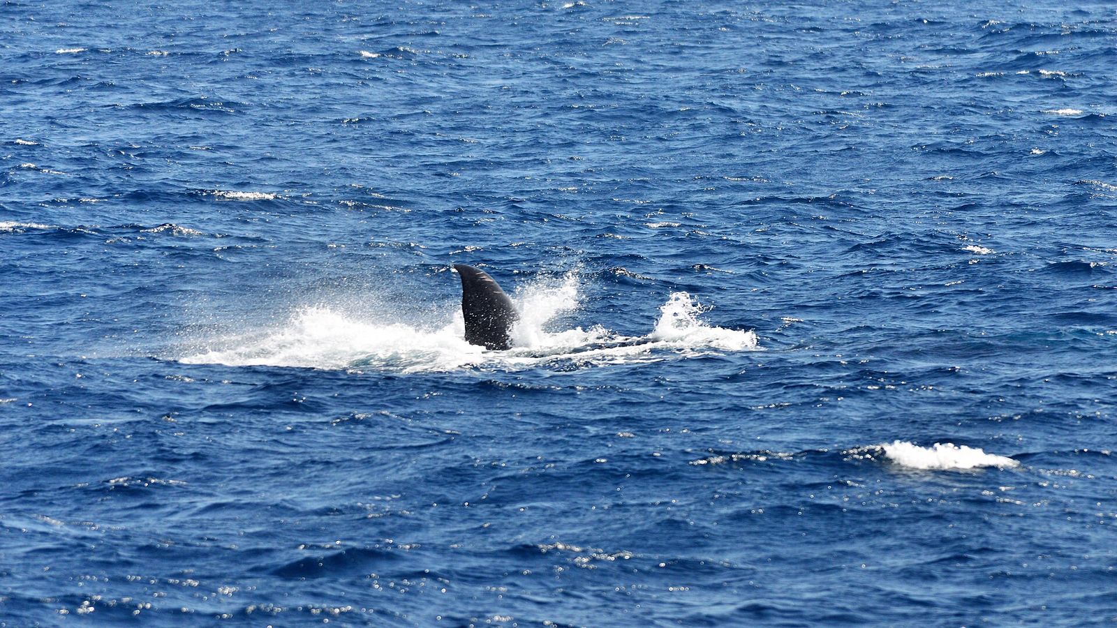Whale tail breaking the surface off Mirissa