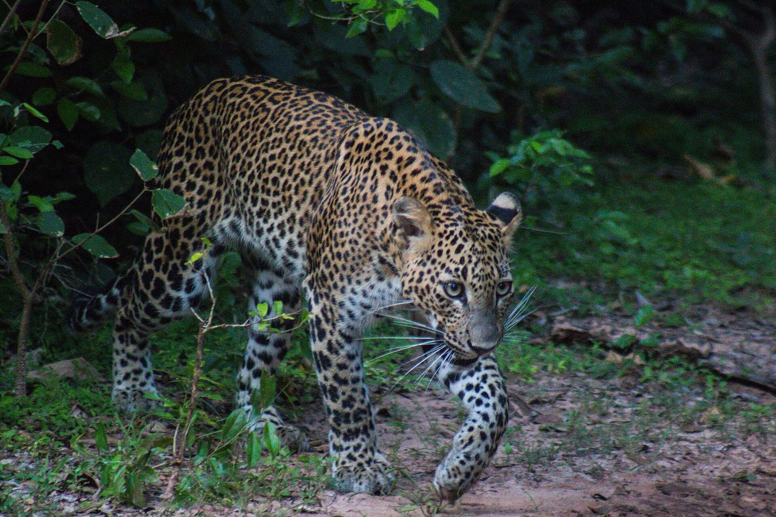Leopard walking through scrub in Yala