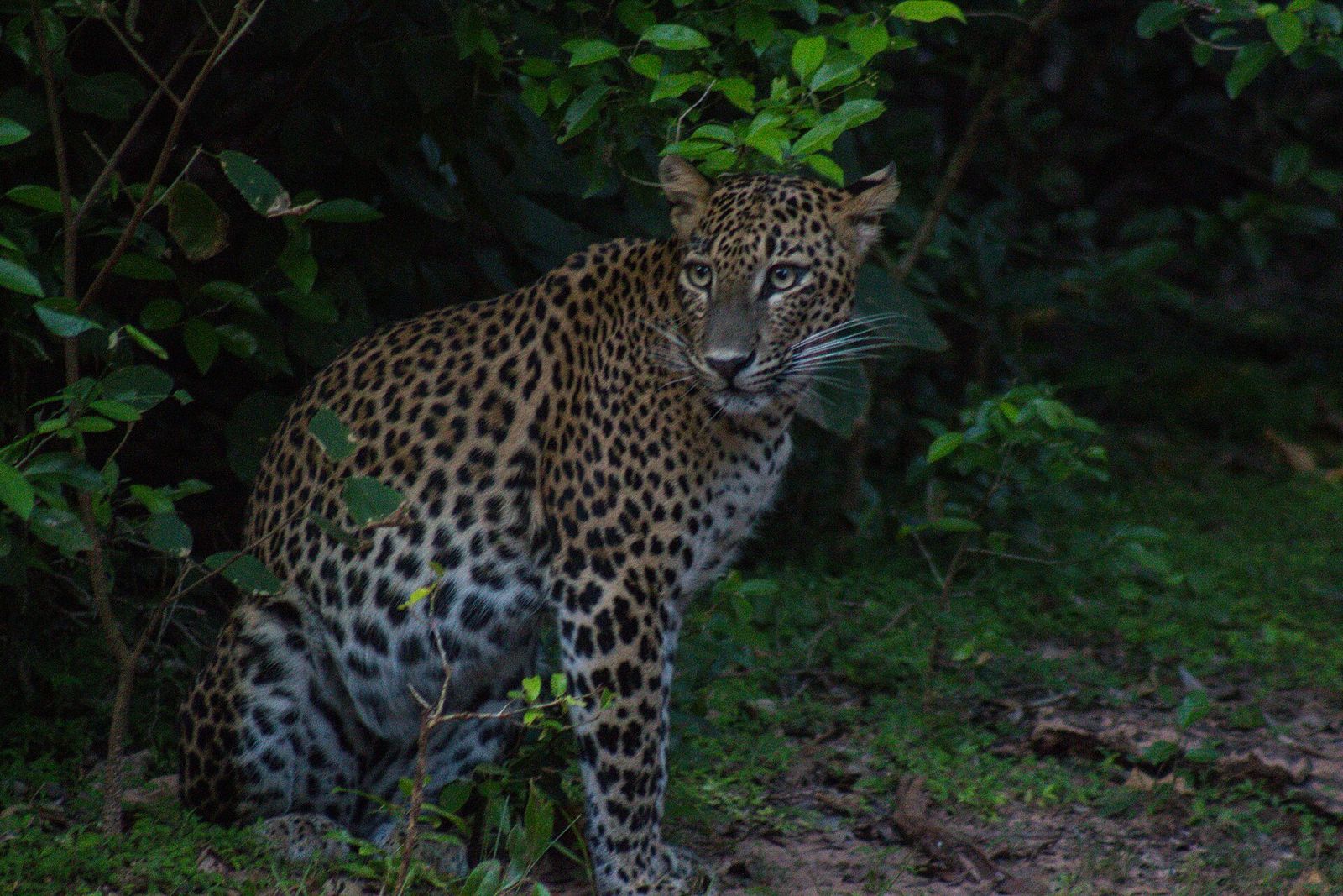Leopard looking out from the undergrowth in Yala National Park